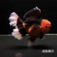 AIPHAROW百褶泰獅冷水金魚(yú)精品活魚(yú)進(jìn)口f1紅菠蘿泰師櫻花黑色百褶裙國粹 6-8CM包金精品百褶泰獅1條