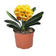 帶盆帶土6年大苗綠植盆栽室內(nèi)精品花卉君子蘭花苗花卉室內(nèi)花卉鮮花花卉室內(nèi)盆景盆栽綠植君子蘭苗素顏 炫黃君子蘭8-10片帶盆帶土