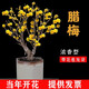 語安臘梅盆栽臘梅花樹苗濃香型室內(nèi)秋冬季室外庭院老樁耐寒梅花苗 臘梅嫁接4年(當年開花)