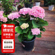 花翁繡球花苗盆栽花卉綠植八仙花源頭直發(fā) 粉色40cm高+加侖盆