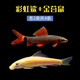 黃金女王 魚(yú)缸清潔工魚(yú)觀(guān)賞魚(yú)金苔鼠魚(yú)缸除藻糞便鼠魚(yú)工具魚(yú)活體魚(yú) 4-6cm金苔鼠魚(yú)2條+彩虹鯊2條