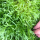 苦菊種子四季蔬菜種子陽臺苦苣菜種子室內(nèi)盆栽菜籽菜種大全種孑 苦菊種子【1包 約300粒】