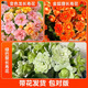 愛(ài)你一萬(wàn)年長(cháng)壽花盆栽帶花苞金狐貍四季開(kāi)花易活好養室內綠植花卉多肉植物 變色龍+金狐貍+綠巴黎長(cháng)壽花