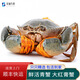 玖紋豹 鮮活青蟹 紅膏蟹肉蟹母膏蟹公蟹肥滿公蟹 公蟹肉蟹1斤（2只）
