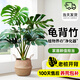 愛優(yōu)尚龜背竹觀葉植物室內(nèi)客廳辦公室綠植大盆栽凈化空氣吸甲醛源頭直發(fā)