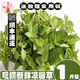 順豐廣東化州新鮮涼粉草綠涼粉草燒仙草仙人草甜品制作原料 500g