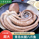 魚(yú)姐海成 青島八爪魚(yú)鮮活冷凍新鮮有墨長(zhǎng)腿烏賊八帶魚(yú)網(wǎng)紅大爆頭袋裝 超大2斤 800g(凈重)