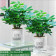 中夢(mèng)八方來(lái)財鴨腳木四季常青室內陽(yáng)臺桌面綠植盆栽花卉發(fā)財樹(shù)苗招財樹(shù) 【2盆裝】八方來(lái)財一盆四顆【早安盆】 其他