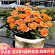 蘇藝緣帶花苞玫瑰花苗大花月季盆栽灌木月季花樹(shù)苗四季開(kāi)花濃香盆栽花卉 果汁陽(yáng)臺 中大苗帶花苞原盆土發(fā)貨