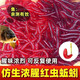 糜鴻 MIEHONE仿真蚯蚓仿生紅蟲腥味假餌軟餌野釣通殺鯽魚餌料路亞魚餌路亞釣魚 2CM紅蟲20條試用裝(送五副雙鉤)
