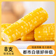黃小主兒糯香玉米東北新鮮甜糯玉米棒非轉(zhuǎn)基因健康營(yíng)養(yǎng)主食代餐早餐黃糯香玉米 黃小窈130克*8支