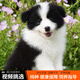 寵六福純種邊牧幼犬隕石邊境牧羊犬寵物狗狗活體小狗活物幼崽 寵物級 公