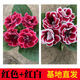 秋穎山東重瓣芙蓉花帶花苞大巖桐盆栽四季開(kāi)花苗好養陽(yáng)臺室內花卉植物 2盆劃算：紅花+紅心白邊