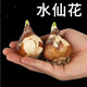 意軒水仙花 球 水培室內花卉進(jìn)口水仙花綠植盆栽植物 洋水仙花卉 洋水仙種球【小球1個(gè)】