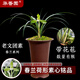 華香園蘭花老文團(tuán)素春蘭荷形素心名品蘭花苗濃香型帶花苞盆栽花卉 老文團(tuán)素2苗連體裸根  帶花苞