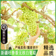 正宗新疆吐魯番無核白葡萄無籽新鮮當(dāng)季水果整箱馬奶青提子小葡萄 4.5斤 新疆無核白葡萄【精選果】