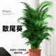 中夢散尾葵植物盆栽客廳大型綠植室內(nèi)辦公室鳳尾竹盆景天堂鳥花卉 散尾葵高1-1.2米一盆