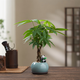 八芽盆栽發(fā)財樹植物室內(nèi)禪意招財樹盆景辦公室桌面綠植源頭直發(fā)包郵 辮子發(fā)財樹-圓肚盆-熊貓-紫砂托 含盆