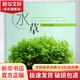 水草栽培與造景 化學(xué)工業(yè)出版社 無(wú) 著(zhù)作 白明 編者 書(shū)籍