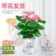 水培植物粉掌盆栽帶花紅掌白掌一帆風(fēng)順花卉鮮花室內好養綠植四季 特級粉掌【早安盆+營(yíng)養液】 含盆
