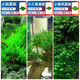 瘋狂水草（FKSC）莫斯水草活體植物魚(yú)缸造景底部前景套餐懶人陰性莫斯樹(shù)沉木水榕 經(jīng)典莫斯搭配組合