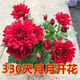 重瓣荷蘭菊盆栽四季開花荷蘭菊花苗千頭菊花室內(nèi)外花卉 菊花紅色帶花苞發(fā)貨 不帶盆