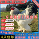 純種婆羅門(mén)雞苗進(jìn)口特大型梵天雞活苗巨型觀(guān)賞寵物青年雞現貨包郵 大型婆羅門(mén)雞幼苗 每只8兩-1斤6只4母2公顏色隨機