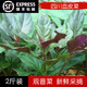 辰實【順豐】四川血皮菜 紫背菜四川新鮮天葵蔬菜 觀音菜嫩葉 2斤