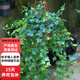 歐芽藤室內吊蘭盆栽植物金邊常春藤花卉室外 常青藤大盆30-55厘米長(cháng) 含盆