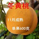冬黃桃樹(shù)苗晚熟黃桃樹(shù)苗嫁接桃樹(shù)苗脆甜桃子樹(shù)苗南方北方四季種植 3年苗【苗】