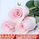 玫瑰花苗花卉盆栽嫁接多色樹樁老根大花陽(yáng)臺(tái)月季薔薇四季耐寒植物 絕代佳人 2年苗1棵裝少量開花