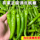 思蔬正宗杭椒農(nóng)家種植新鮮不辣杭椒精選品質(zhì)大果薄皮菜椒 3斤