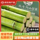 慧供正宗陶山甘蔗浙江溫州青皮果蔗新鮮水果綠皮甘蔗應季現砍5斤中段 凈重5斤泡沫箱【4包裝-2節】