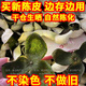 新會(huì)陳皮2024年青皮大紅皮正宗廣東新會(huì)特產(chǎn)鮮果新皮生曬陳皮干 干倉(cāng)生曬2024年新會(huì)紅皮【三斤】