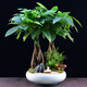 自然空間發(fā)財樹盆栽植物室內(nèi)盆景 玉嵐10寸大五編雙拼招財樹+兔 源頭直發(fā)