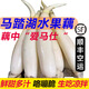 【25年新藕】馬踏湖蓮藕 山東淄博水果藕生吃涼拌桓臺(tái)藕 新鮮蔬菜 3斤精品藕