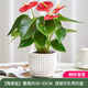 花翁紅掌盆栽植物花卉水培【特級(jí)品質(zhì)】≥4朵花-順紋瓷盆源頭直發(fā)