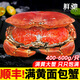 面包蟹母鮮活熟凍大螃蟹海蟹新鮮海鮮水產(chǎn)生鮮黃金蟹珍寶蟹凈重 400-600g*2只【滿(mǎn)黃母蟹】