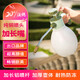 沃施（WORTH）加長嘴澆花水壺氣壓噴壺噴霧器園藝工具灑水器消毒澆水神器1.2L