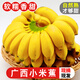 鮮味年廣西小米蕉小香蕉產(chǎn)地直發(fā)自然成熟新鮮當季孕婦水果整箱 5斤家庭裝