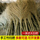 古達沂蒙山大掃把掃院子笤帚家用加大加寬環(huán)衛竹掃帚馬路室外長(cháng)塑料絲 一體式 脫葉款（4斤）