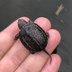 萌龜飼家中華黑腹金線(xiàn) 情侶一對草龜小烏龜活體水陸觀(guān)賞中華草龜墨龜活物 2-3厘米幼崽 1只單身龜