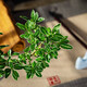 綠有意六月雪盆景懸崖式老樁辦公室綠植桌面好養(yǎng)小盆栽植物室內(nèi)中式擺件 六月雪原盆*1 含盆