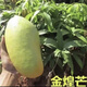 廣西芒果樹(shù)苗金煌桂七貴妃四季芒果苗樹(shù)嫁接帶土盆栽陽(yáng)臺南方種植 金煌芒 五年苗