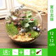隆鼎植物微景觀制作材料組合盆栽生態(tài)瓶DIY材料包盆景套裝米囹 夏日龍貓(12cm)