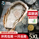 鮮海道【活鮮】鮮海道生蠔  乳山牡蠣 新鮮海蠣子生鮮貝類(lèi) 店鋪熱銷(xiāo)5XL號凈重9斤