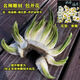 福建漳州水仙花雕刻大種球年宵花盆栽水培植物室內開(kāi)花濃香型耐寒 【特級雕刻】單瓣5-7枝花苞1粒 距離活動(dòng)結束還有00：05：13