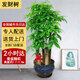 綠韻花田【兩小時(shí)達(dá)】發(fā)財(cái)樹(shù)金錢(qián)樹(shù)散尾葵天堂鳥(niǎo)大型室內(nèi)開(kāi)業(yè)送禮好養(yǎng)綠植 五桿發(fā)財(cái)樹(shù)