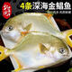 北海灣 新鮮海捕金鯧魚(yú) 大鯧魚(yú)海鮮平魚(yú)冷凍扁魚(yú)冰鮮大鯧魚(yú)海魚(yú)銀魚(yú)魚(yú)類(lèi) 【凈重300-400克/條】 共4條