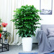 一名花匠幸福樹(shù)盆栽大型植物室內客廳辦公室凈化空氣綠植發(fā)財樹(shù)盆栽 從生幸福樹(shù)1.1-1.2米 含盆